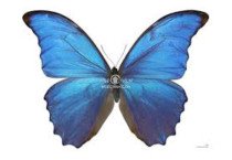 MORPHO DIDIUS